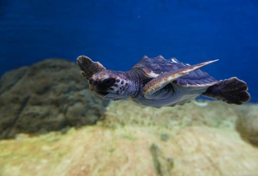 Una de las tortugas marinas del Acuario de Sevilla