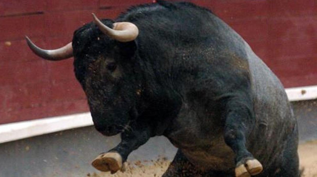 Las Ventas quiere reabrir sus puertas a lo grande: toros de Victorino el último fin de semana de junio