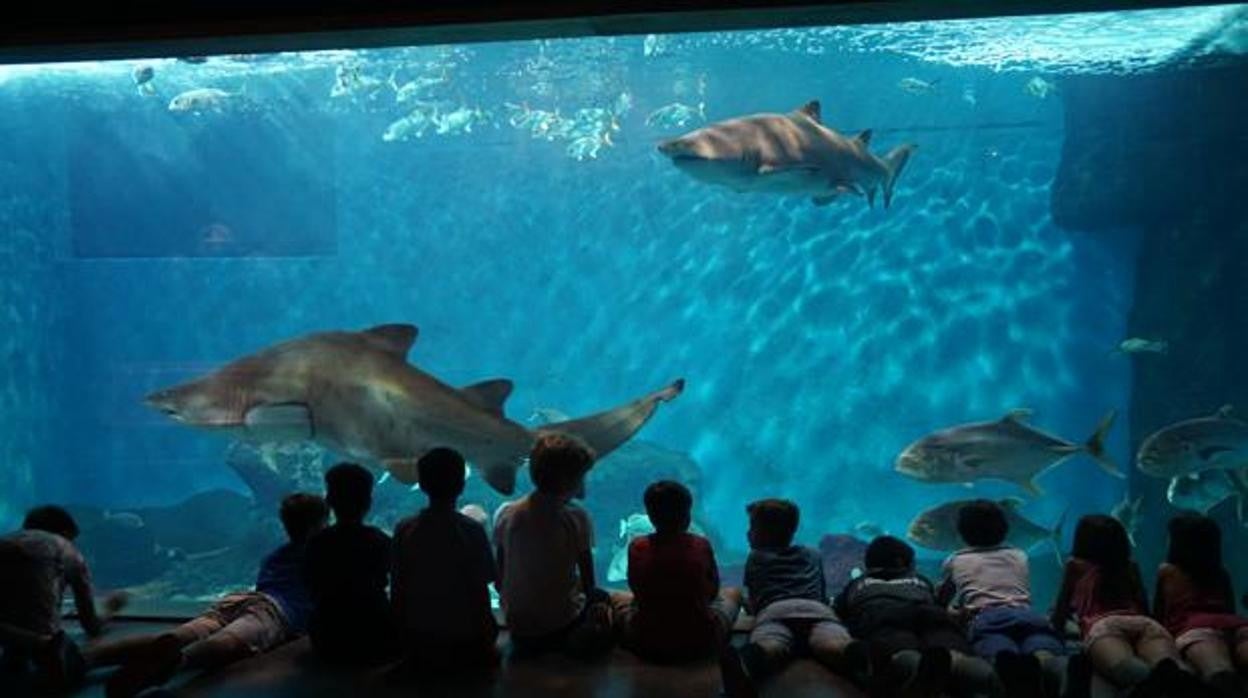 Un grupo de niños disfruta de las instalaciones del Acuario de Sevilla