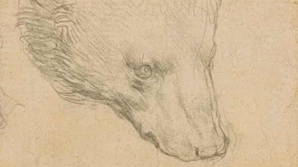 'Cabeza de oso', dibujo de Leonardo da Vinci