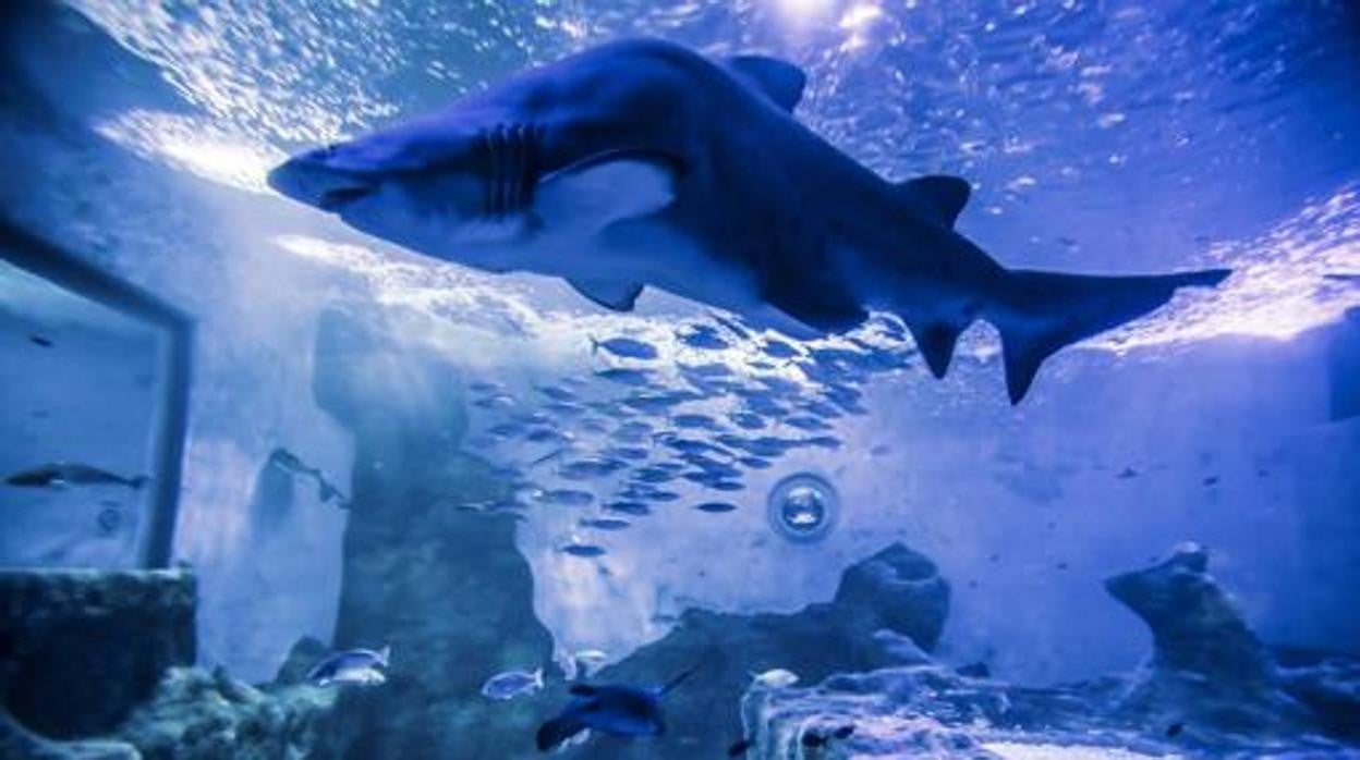 Los tiburones también serán protagonistas este verano en el Acuario de Sevilla