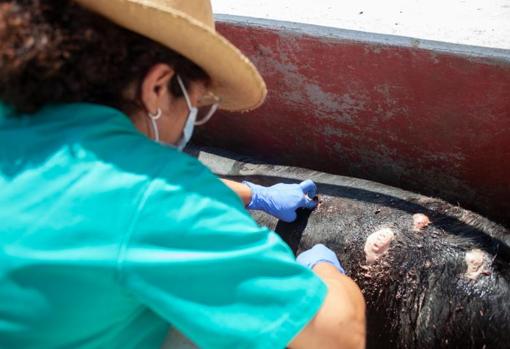La veterinaria cura las heridas del toro indultado por Roca Rey en Algeciras+
