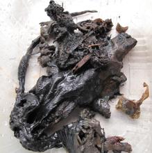 Restos de la rata hallada en el interior de una culebrina