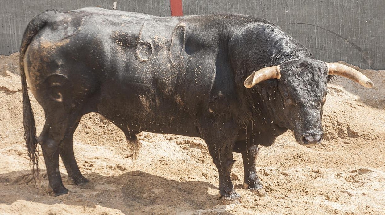 Toro número 60, que lidiará Daniel Luque en sexto lugar