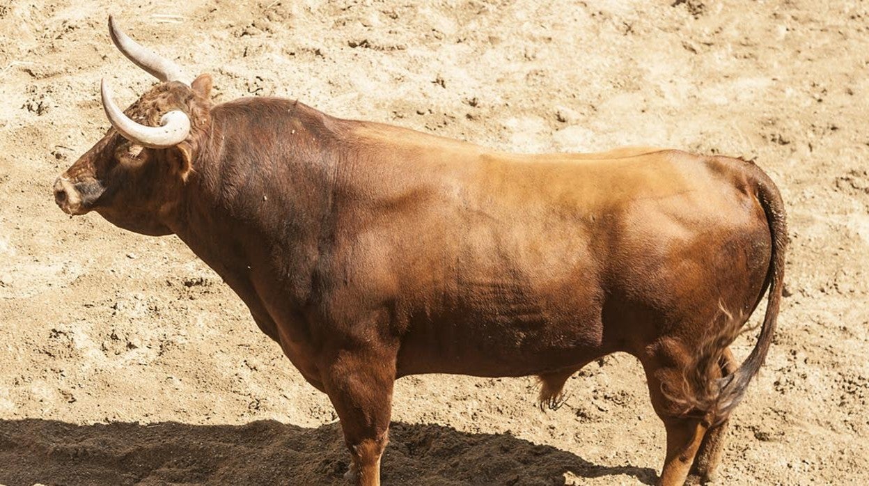 El Juli y &#039;Ateo III&#039; abren la undécima corrida de San Miguel