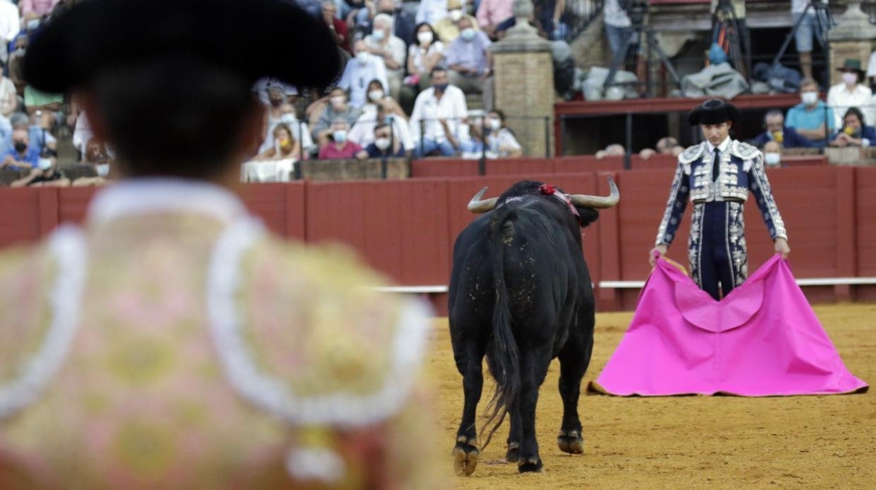 Matilla lidió varios toros acordes a la categoría de la Plaza de Toros de Sevilla