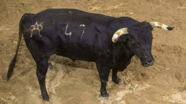 Estos son los toros de Miura que cerrarán esta tarde la Feria de San Miguel