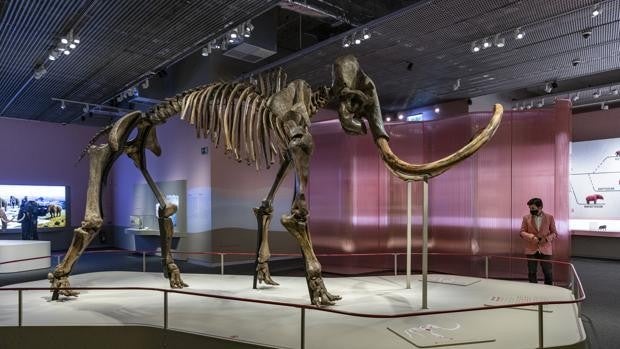Descubre cómo se monta el esqueleto fosilizado de un mamut con 50.000 años de antigüedad