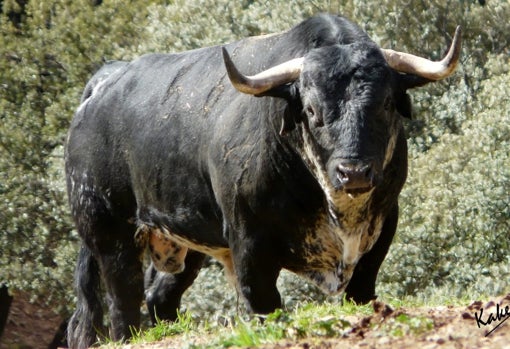 Un toro para el desafío ganadero del próximo domingo en Las Ventas