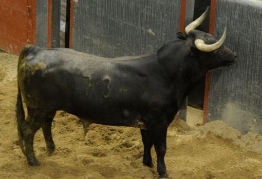 Sigue en directo la encerrona de Manuel Escribano con seis toros de Miura