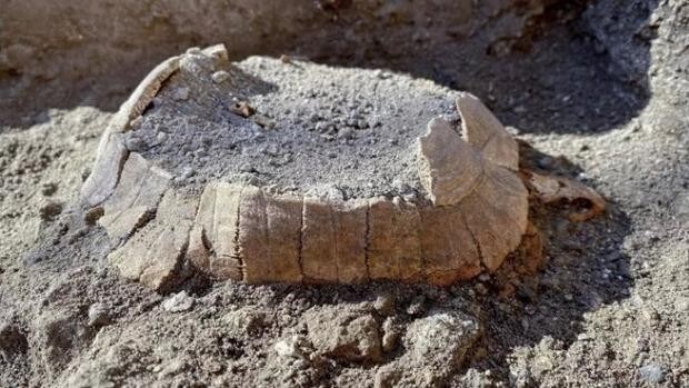 Insólito descubrimiento en las excavaciones de Pompeya: una tortuga con su huevo