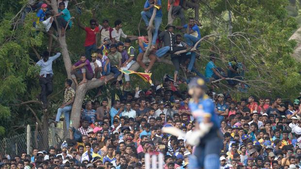 Aficionados encaramados a los árboles en el Sri Lanka-Australia de cricket