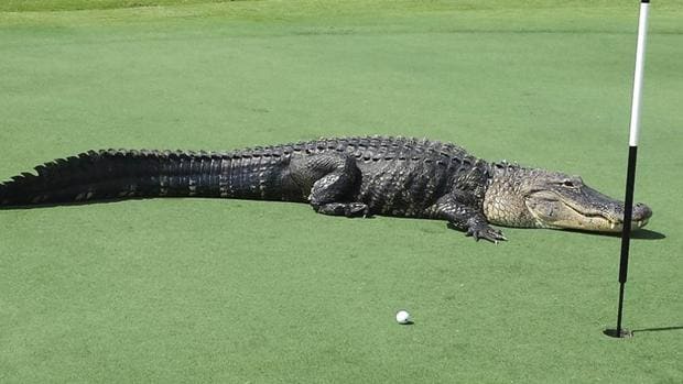 Caimán en un campo de golf de Florida