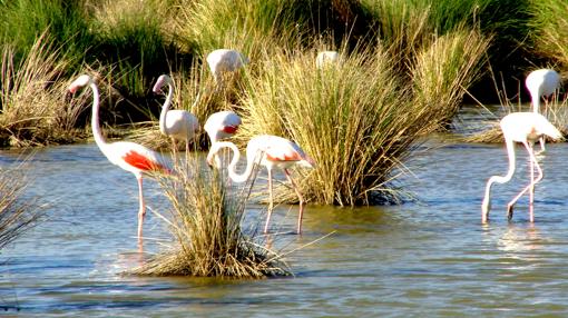 Doñana