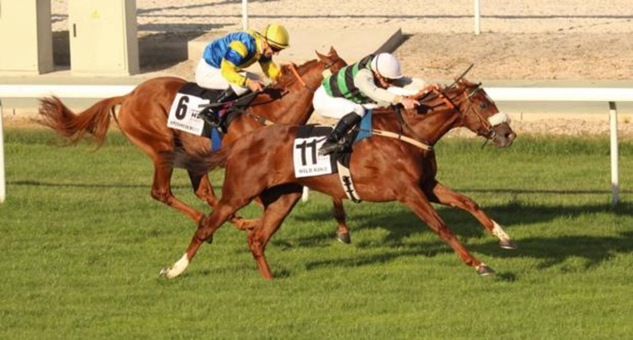 Wild King, ganador del Gran Premio Villapadierna