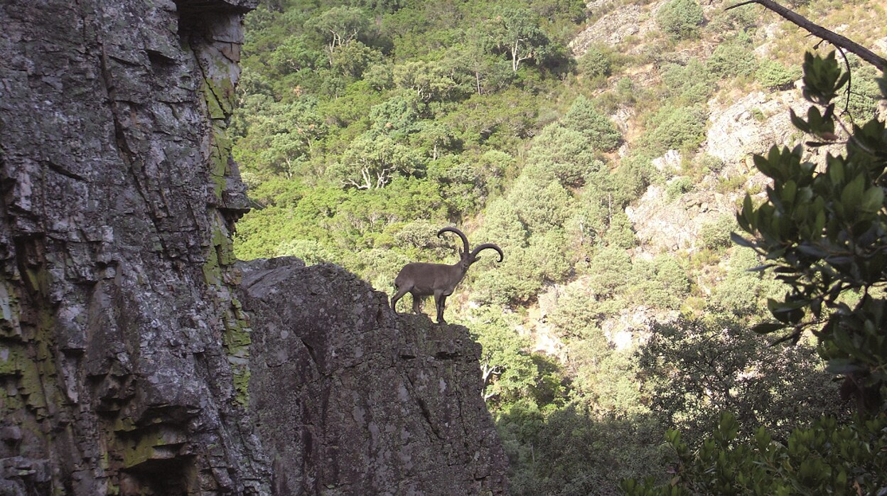 Macho en la reserva de caza del Parque Natural de Las Batuecas