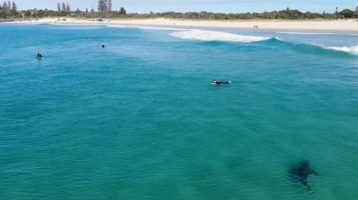 El tremendo susto de un grupo de surfistas sorprendidos por un tiburón blanco