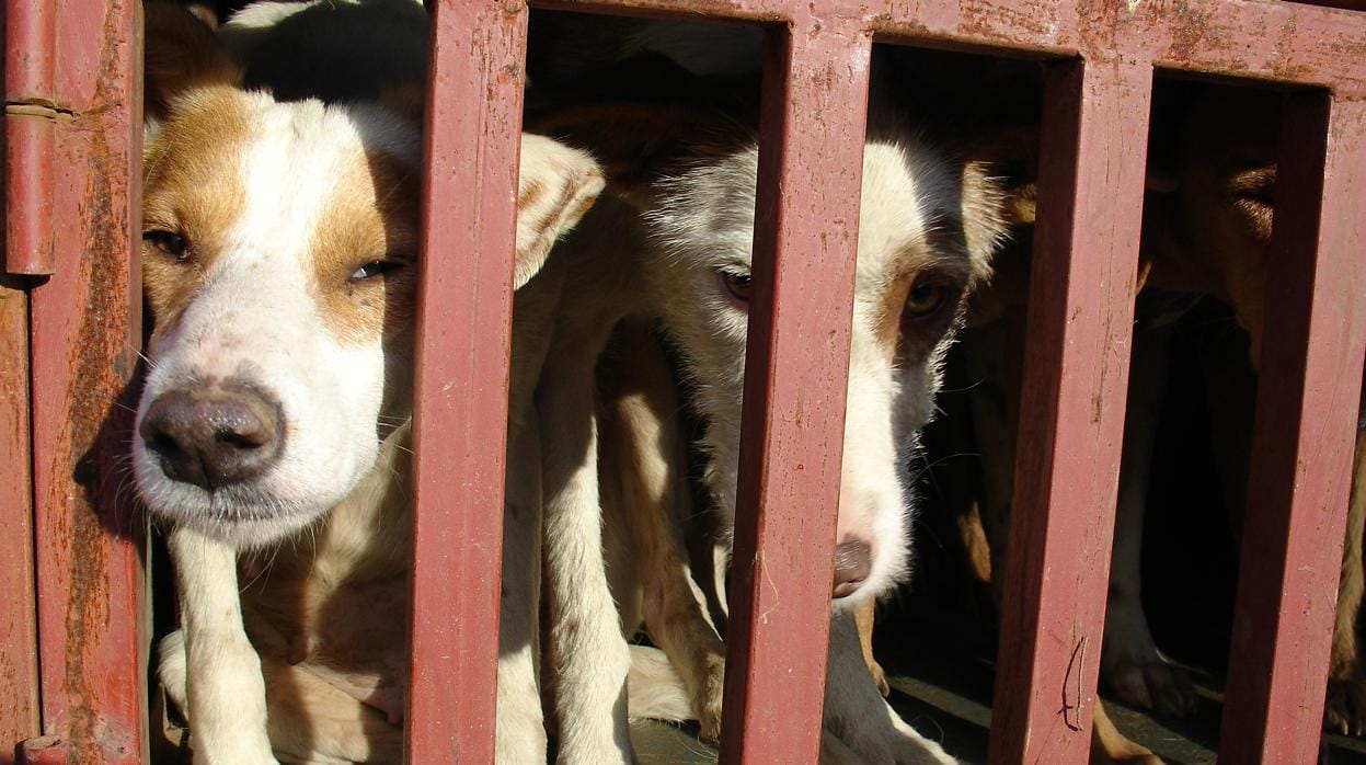 Las mentiras animalistas sobre el abandono de perros de caza