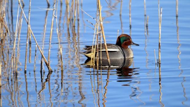 Cerceta común, el menor de los patos