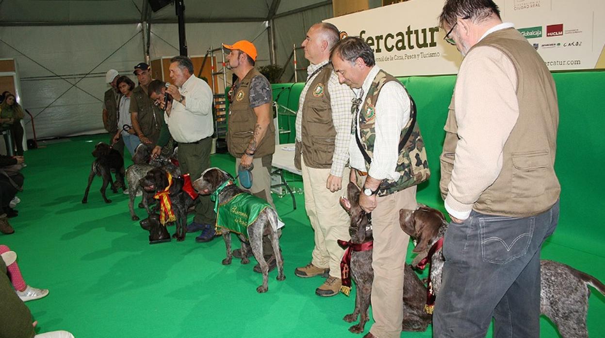 Durante Fercatur se celebró el Campeonato de España del Perro Perdiguero de Burgos