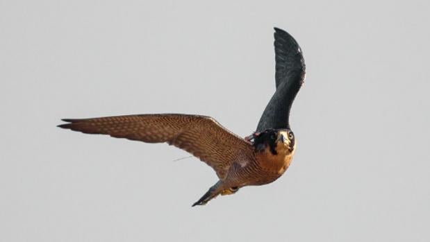 La excelente calidad de las aves protagonizó el Campeonato de España de Cetrería