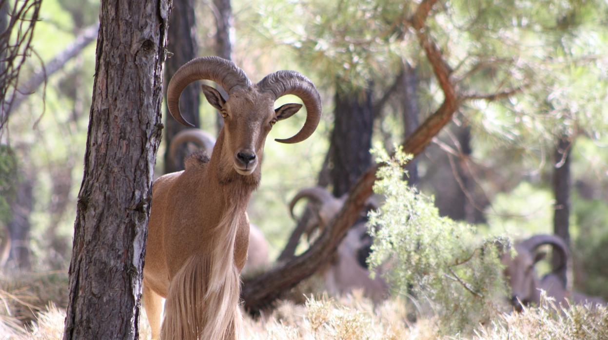 Un ejemplar de arrui en Sierra Espuña, en Murcia