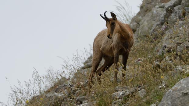 Sierra de Ancares, en tierra de lobos