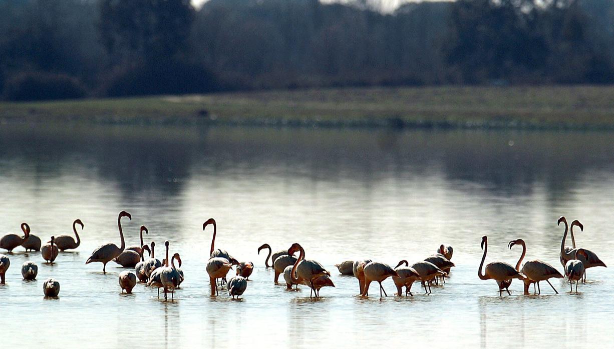 El parque nacional acoge más de 400 especies de aves