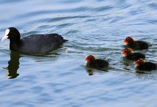 Una focha, especie habitual en la marisma, es seguida por su prole