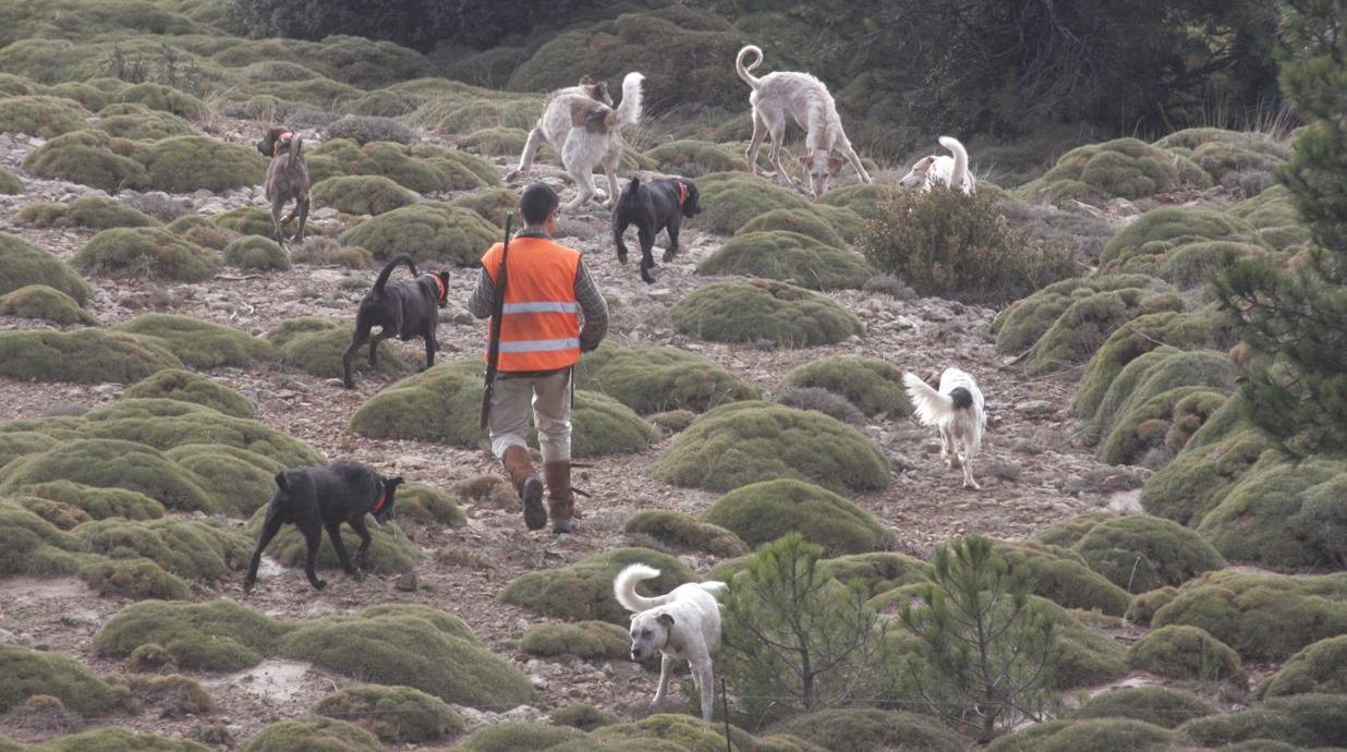 Los rehaleros deben disponer de formación oficial para el cuidado, manipulación o transporte de sus animales