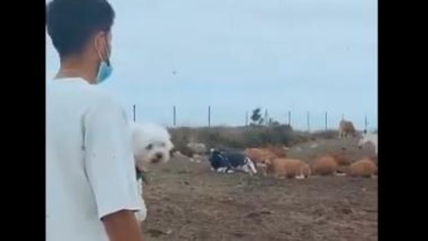 El hijo de Setién consulta a las vacas si el Barça ganará la Champions League