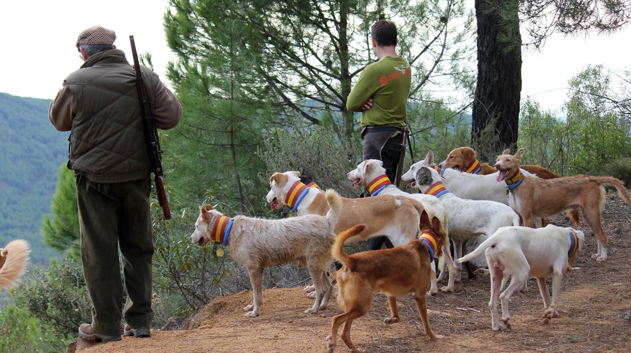 La rehala, auténtica protagonista de la montería española