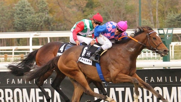 «Atty Persse» y «Noray», favoritos en el Gran Premio Román Martín