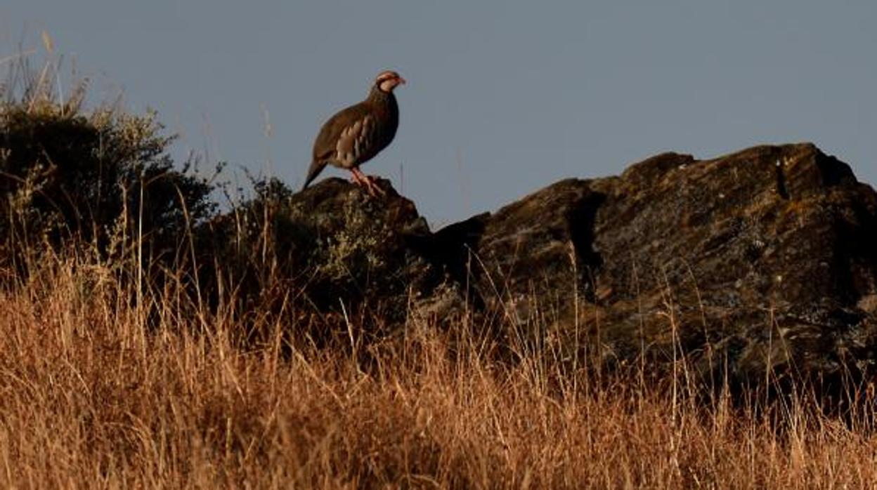 Un ejemplar de perdiz en un monte toledano