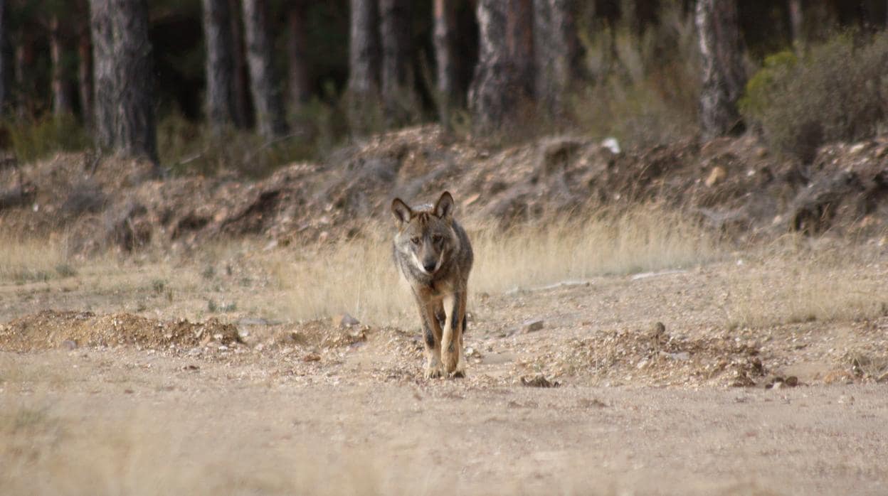 Según el último censo (2014), el número de lobos en España ronda los 2.400 ejemplares