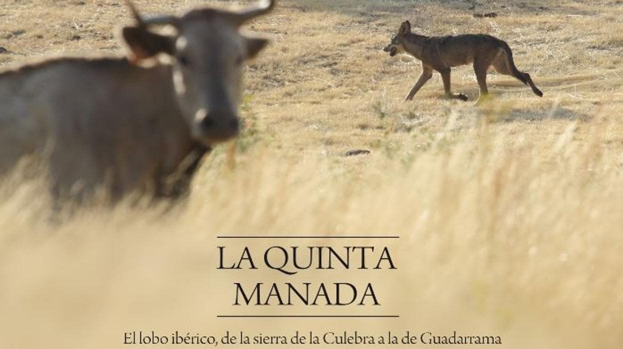 «La Quinta Manada. El lobo ibérico, de la sierra de la Culebra a la de Guadarrama»