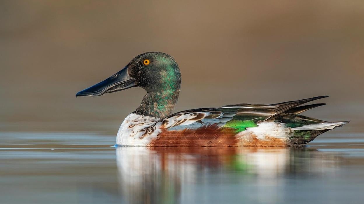 La variedad de especies es uno de sus atractivos de esta modalidad de caza. En la imagen, un pato cuchara