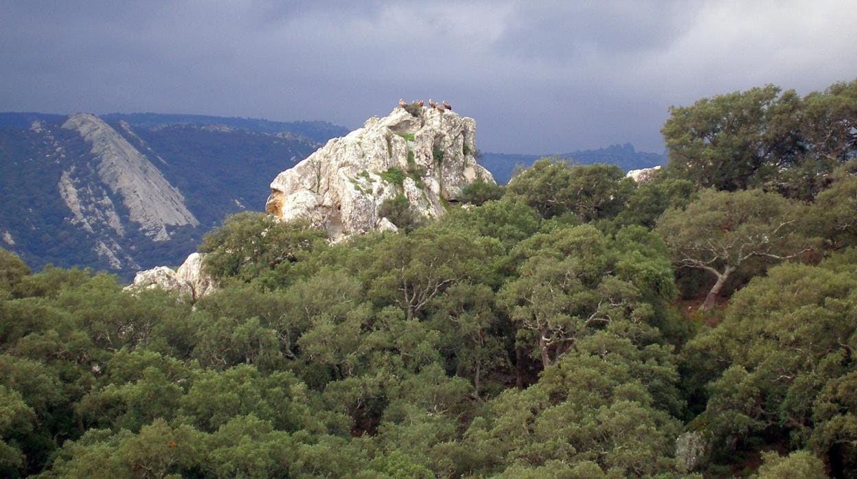 Vista del Parque Natural de Los Alcornocales