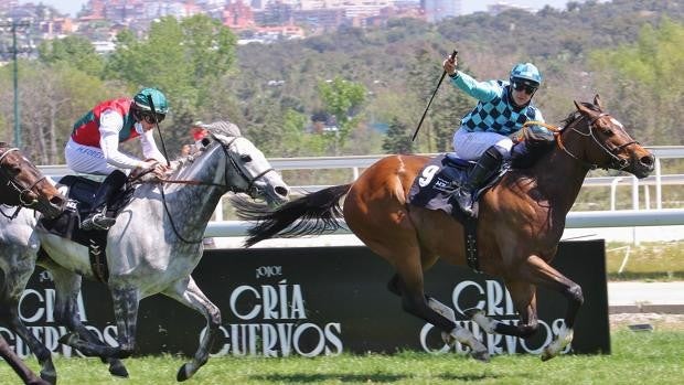 Brillante victoria de 'Star of Bengal', sorprendiendo en el Gran Premio Duque de Alburquerque