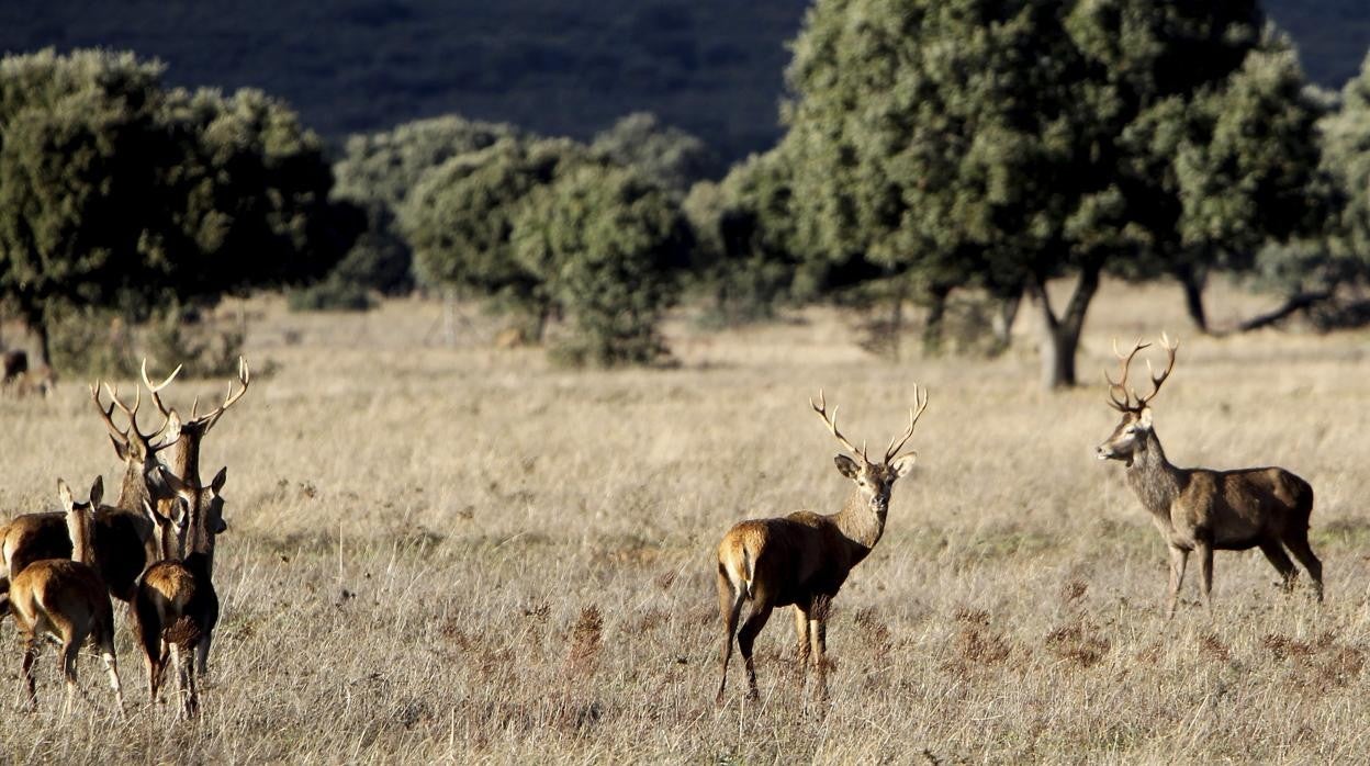 Agreste paisaje de Cabañeros, icono del medio mediterráneo