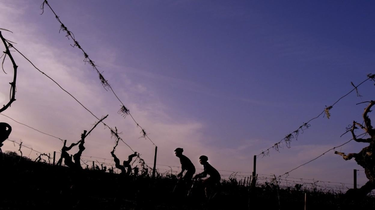 Imagen de dos bikes por los viñedos de Jerez