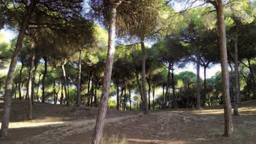 Senderos por las dunas de San Antón.