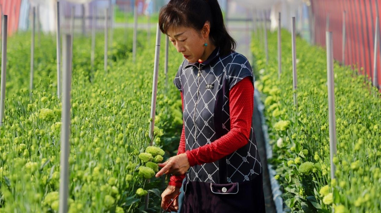 Yukari Shimizu cultiva sus flores en Namie, a menos de 20 kilómetros de la central de Fukushima