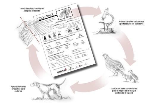 Una visión científica sobre la codorniz