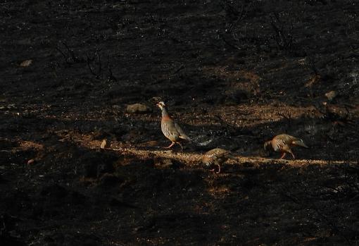 Las quemas controladas, añoranzas del fuego purificador