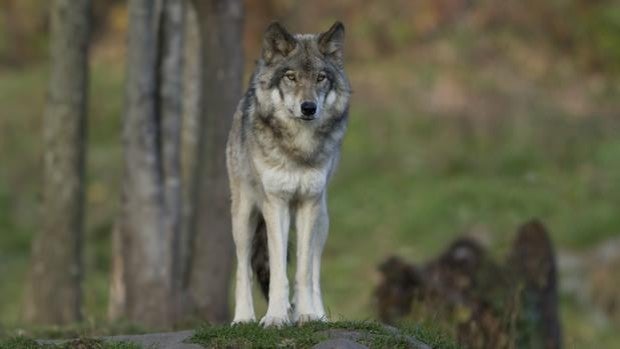 No es el lobo ni castrar al perro, es la libertad