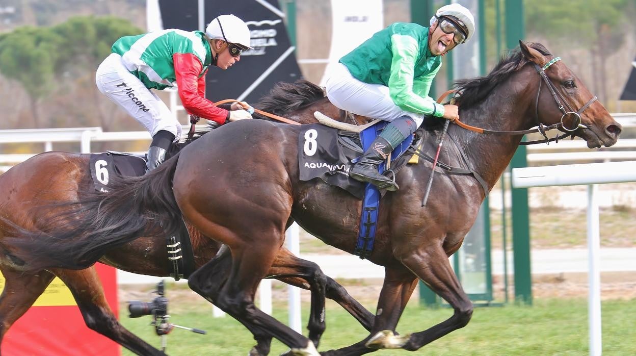 'Rodaballo', caballo del año 2021, en su exhibición en el Gran Premio Antonio Blasco