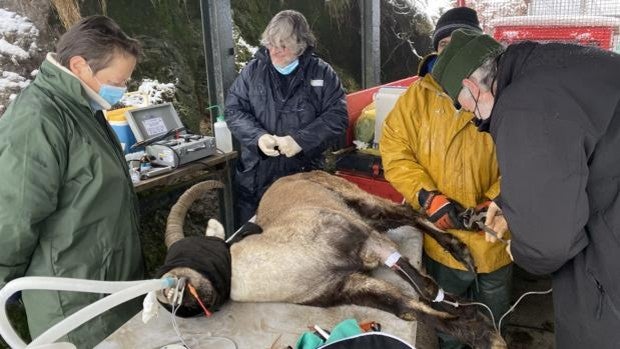 La Fundación de la Montaña Asturiana impulsa la gestión y conservación de la cabra montés