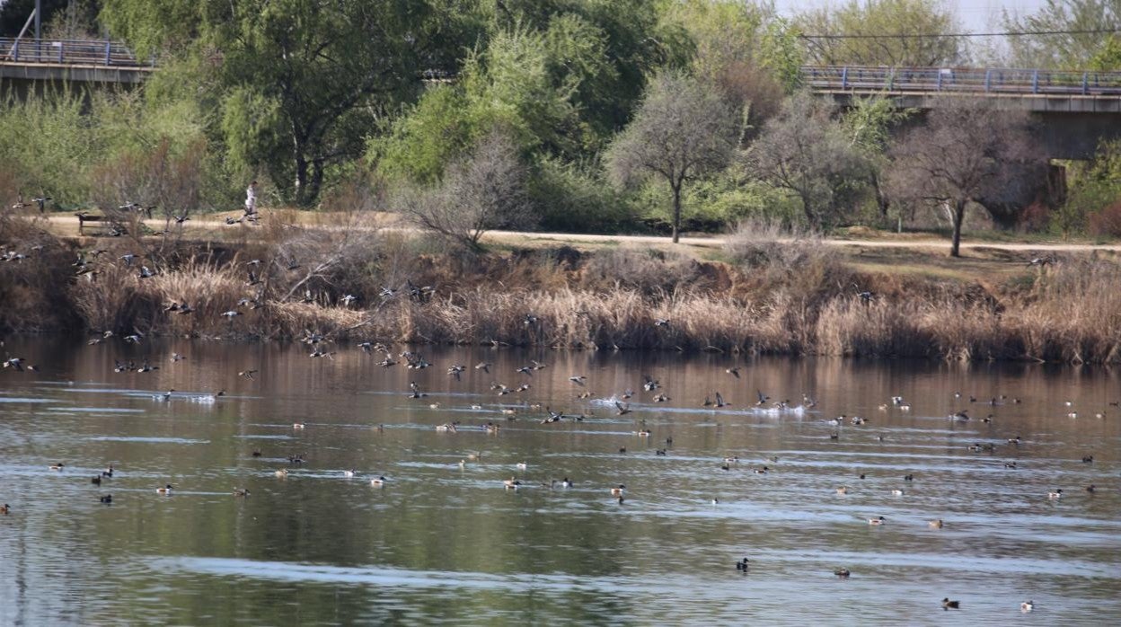 Las graveras como refugio de aves acuáticas