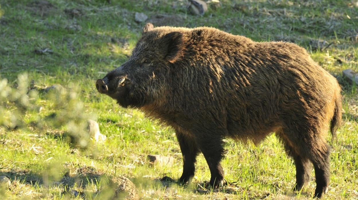 Marqués de Laserna: Jabalíes en Ávila